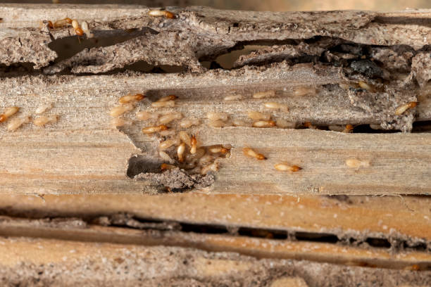 Flea Control Services in Rosebud, TX