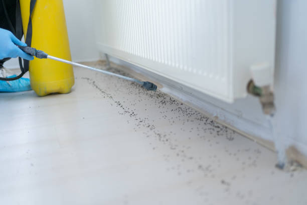 Best Flea Control Services  in Rosebud, TX